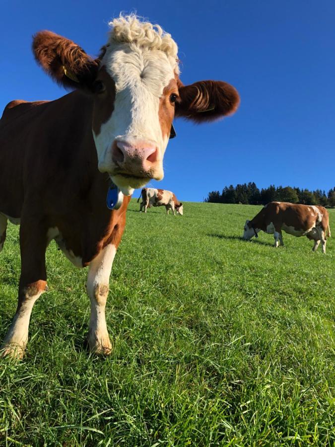 Apartmán Hofer Familie Gabbichler Sankt Kathrein am Offenegg Exteriér fotografie